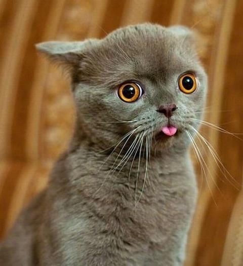 Pussy