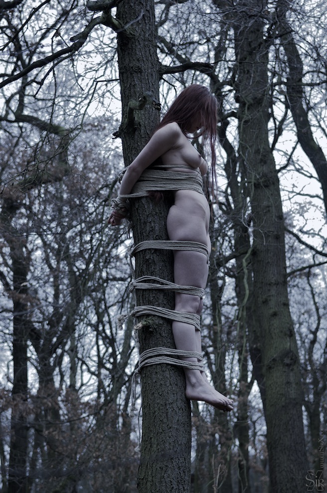 Tree Tied