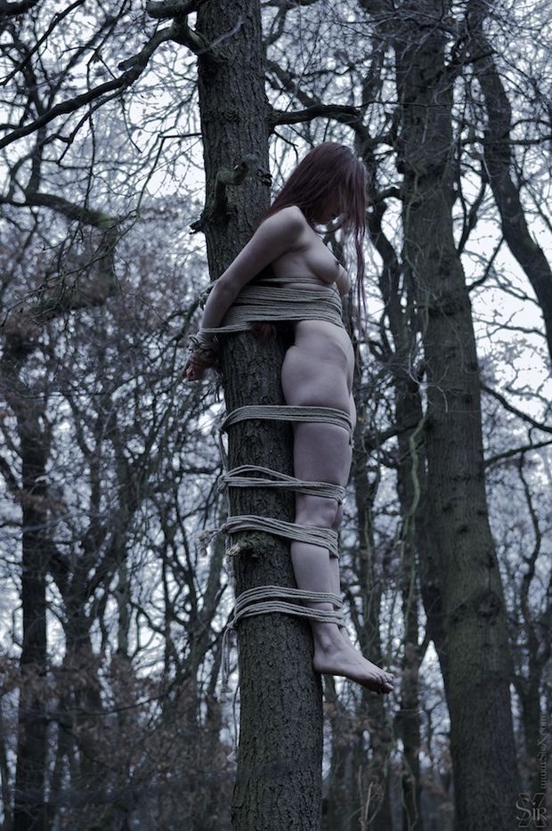Tree Tied