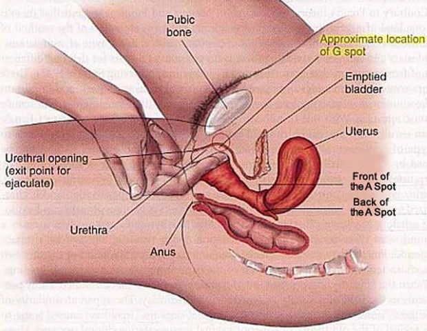 g-spot