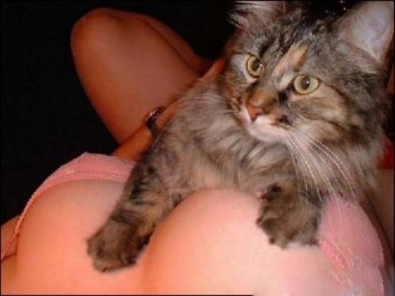 cat pasties
