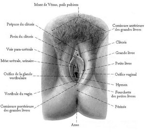 How to prepare your cunnilingus ?