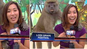 Baboon grope TV reporter