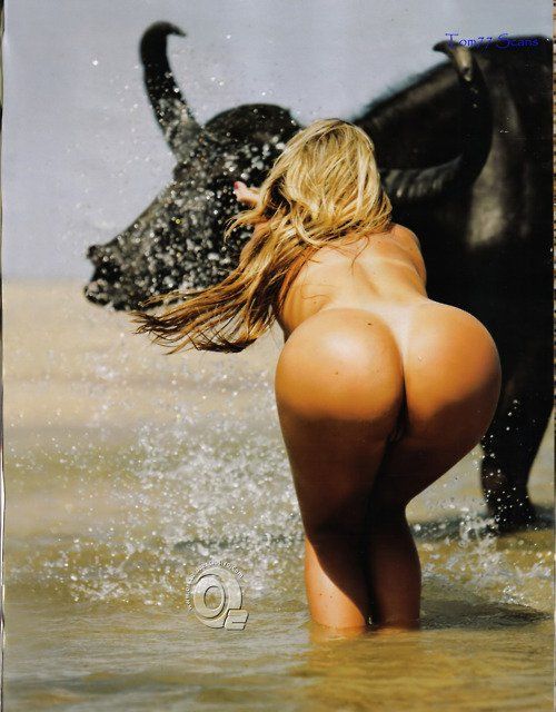 Ass Bull
