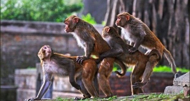 Porn, Laws and the Danger of ‘Monkey See, Monkey Do’ Legislative Thinking. Condoms Mandated In Porn. What's Next?