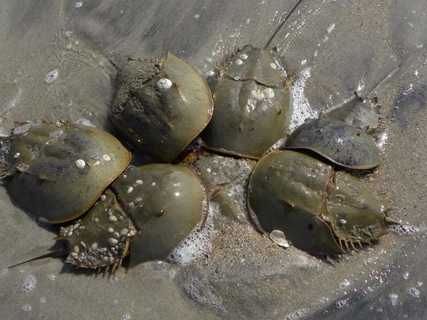 Horseshoe crab nirvana. Edisto Island, SC. Mating season. The female is a third larger and is half submerged in the sand below her suitors.