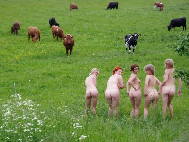 Cows in a pastor! I sure wish I could see their uterus.