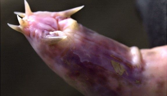 Sex Humor – My Ugly Penis