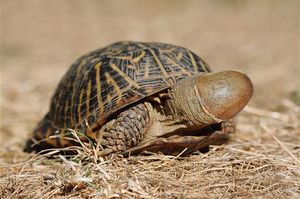 turtledron Picture