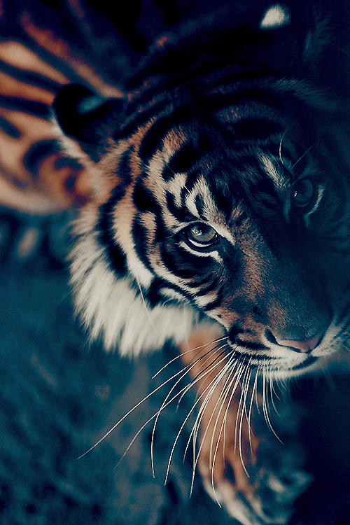 Reblog Photo