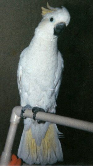 Fotobird Picture