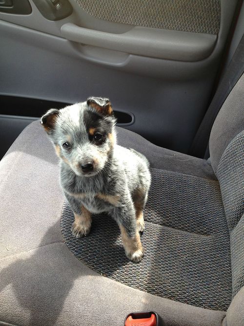 Reblog awwww-cute:
This pup melts my heart