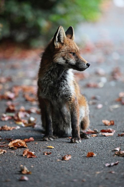 Reblog 10bullets:

Young Urban Fox relaxing in Cotham Bristol,...