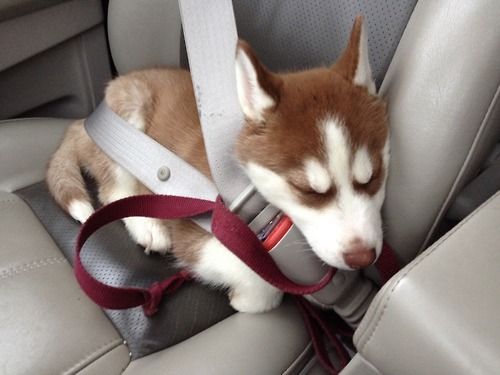 Reblog awwww-cute:
It’s been a long day for Mya
