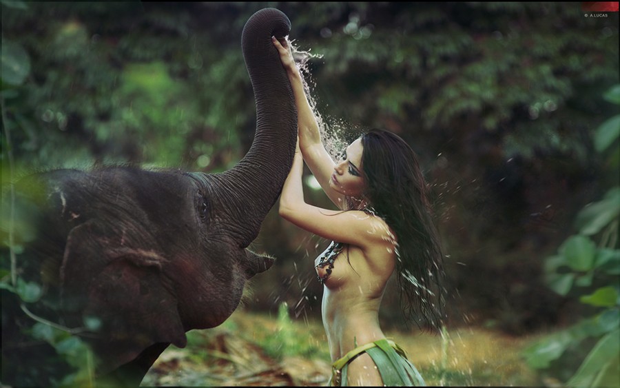 Elephants