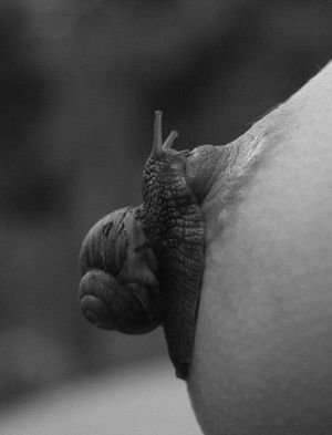 artistic erotic picture : a snail on a nude boob