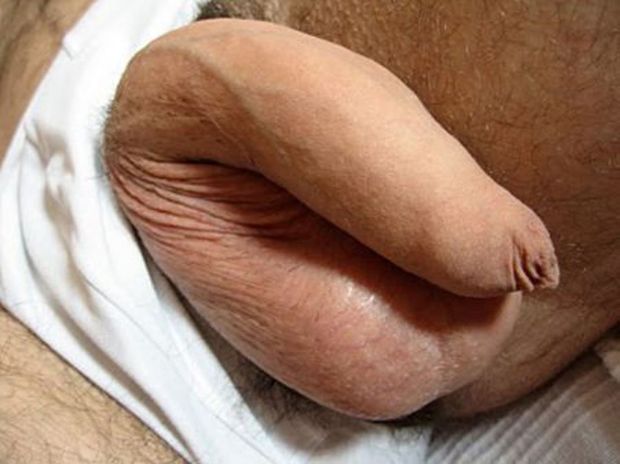 Cock Cacoon