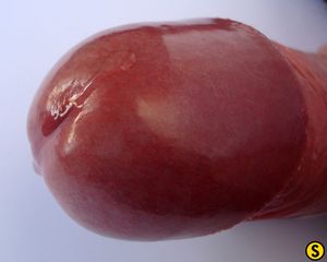 Mmm nice close up dick