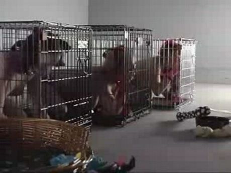 My life as a pet - full movie