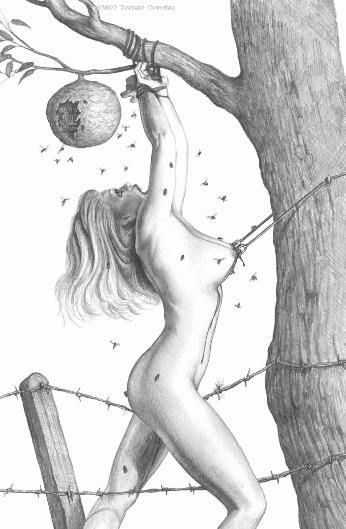 drawings
