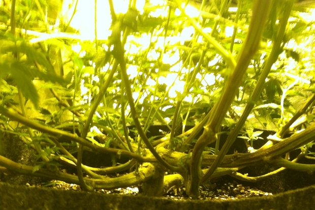 Little upskirt on my LST plant