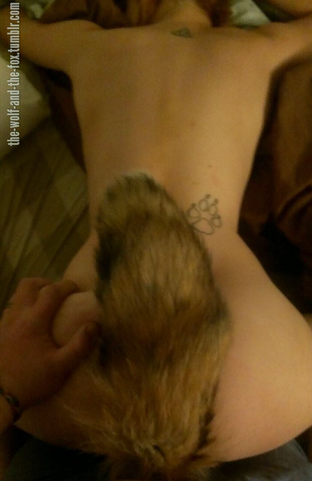 the-wolf-and-the-fox:Taking little fox with her new tail in