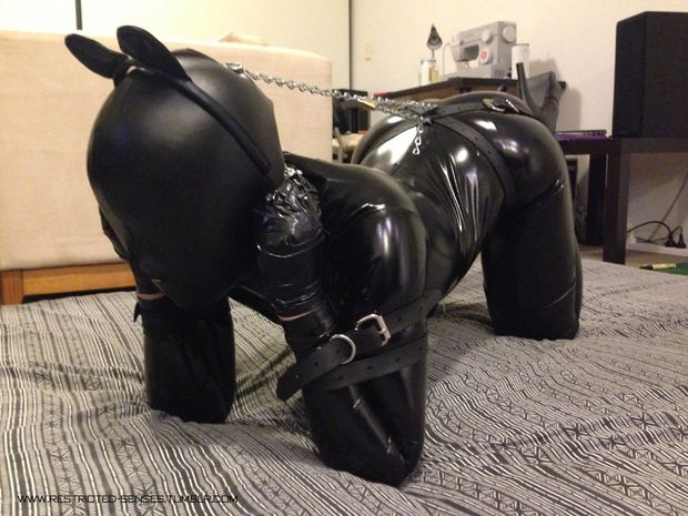 latex pet