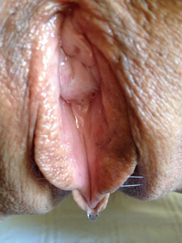 wet pussy