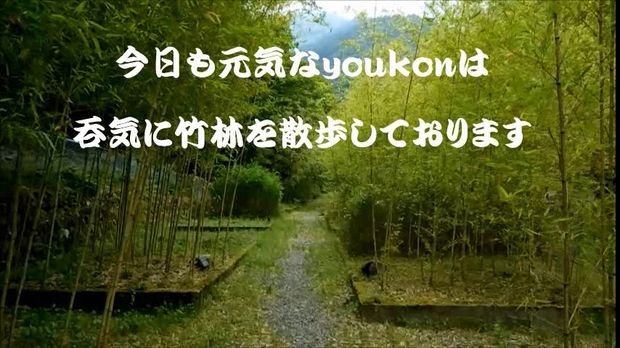 yoro park