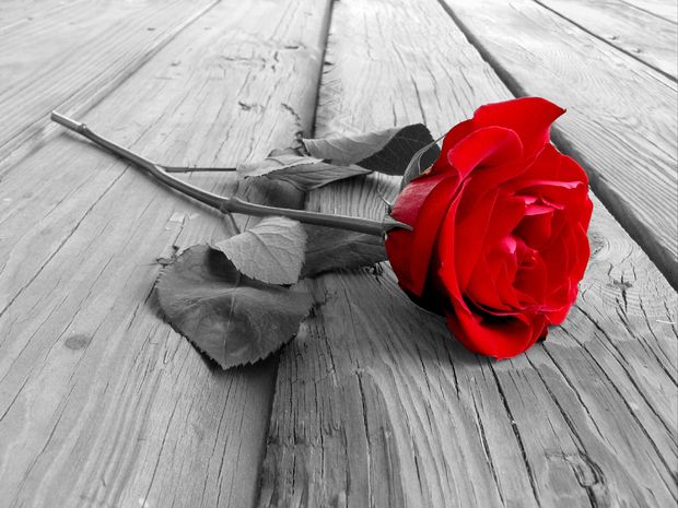 Intimate - Rose