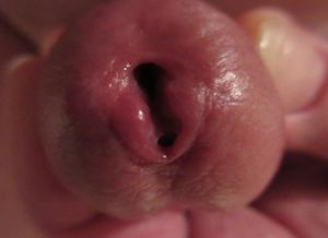 German Cock close up