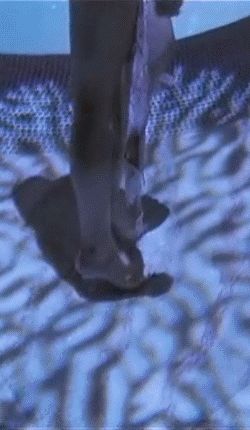 Catherine Bell -8/68 -5'10''- 37-25-36''- 34D-Bra - 142lbs - 10-Shoe, Totally Hot MILF - Yum! Yum!