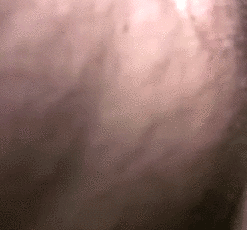 15148229.gif