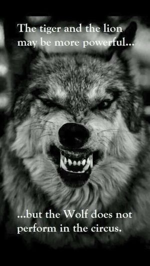 Blackwolfe Foto