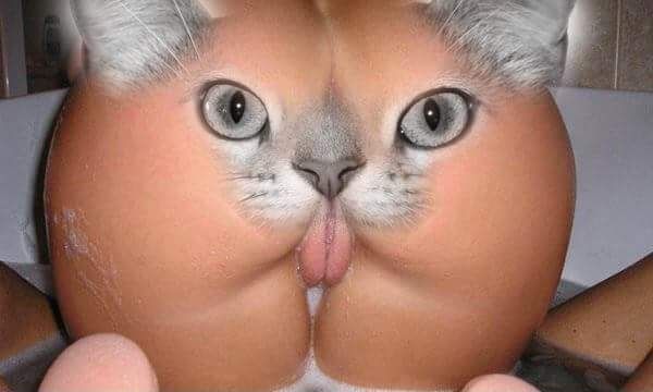 cat ass