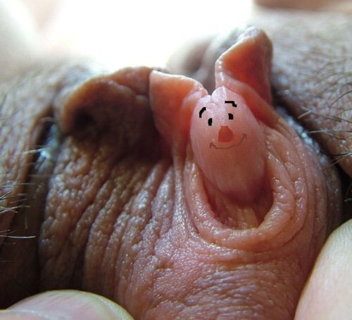 Pigclit