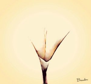 Pure - Limited Edition available on site.