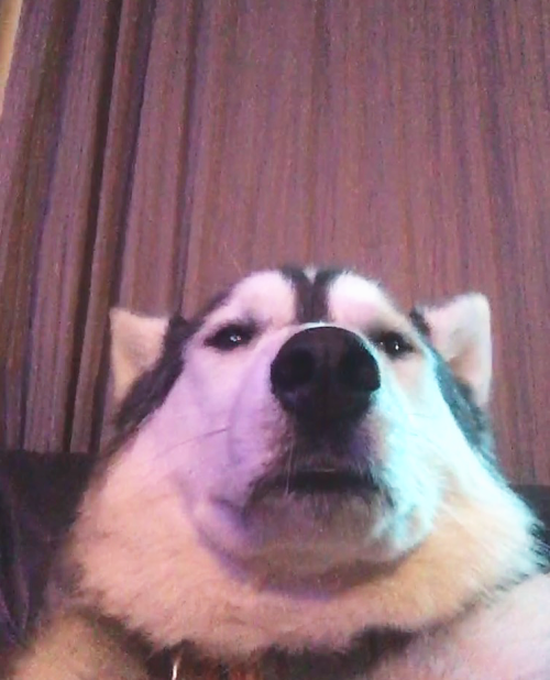 2yo, male, mainly interested in other huskies but am open to all...