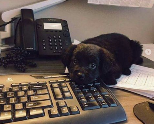 My new co-worker is totally useless. via /r/funny...