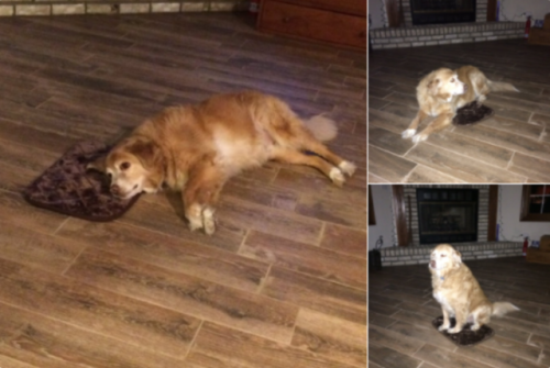 Dog’s mom accidentally orders XS dog bed. Good Dog still...