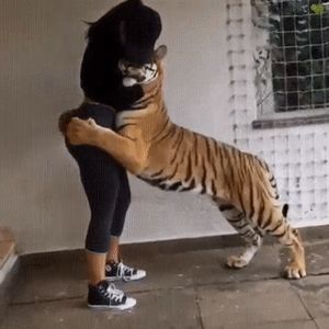 Lucky Tiger!