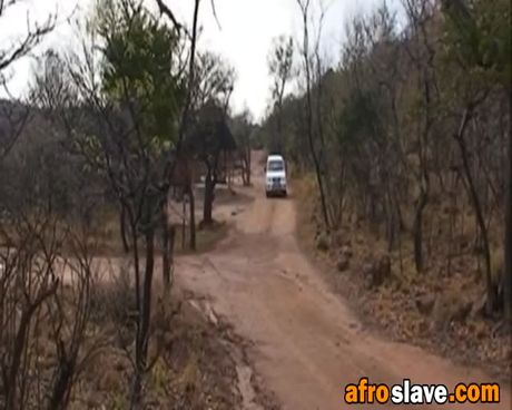 Beautiful African slut giving a hot interracial blowjob to a big white cock