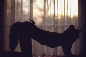 Sunset and Kitty Cat by Ashtaia