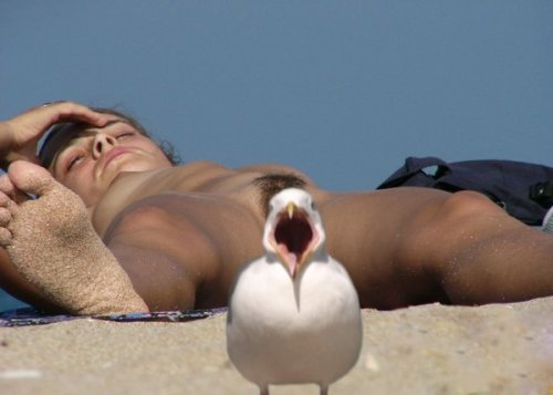 bird 2