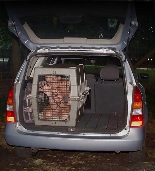a pasear con la perra