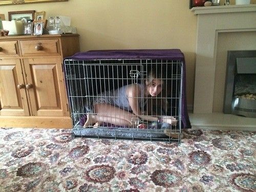 perra con su casita en casa