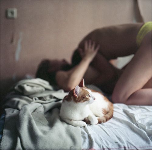 Three pussies