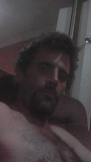 stallion looking for mares