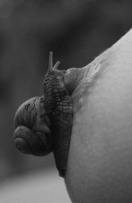 snail