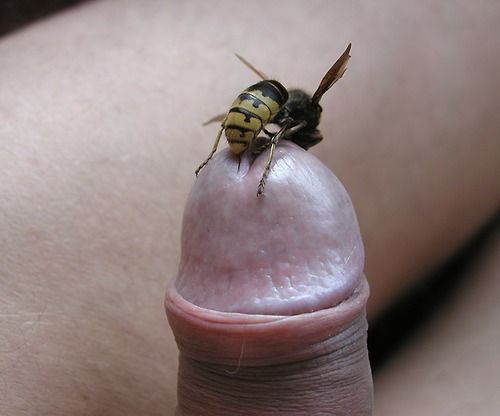 bee